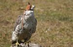 Bird of prey in Kazakhstan. Photo credit: Herman Esser