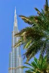 The Burj Khalifa and a date palm in Dubai. Photo credit: Jake Smith
