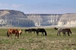 Spotting some graceful, wild horses in Mangystau, Kazakhstan. Photo credit: Andrei Astafyev