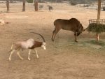 Endangered oryx at the Al Areen Wildlife Park. Photo credit: Tabish Firoz