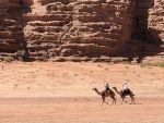 Camels Crossing the Desert Near the Future Site of Neom. Photo credit: Douglas Grimes