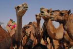 Camels in the Wahiba Sands