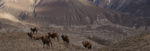 Camels in Wakhan Valley (Tajikistan). Photo credit: Dilshod Karimov