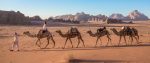 Camels in a caravan crossing Wadi Rum. Photo credit: Jordan Tourism Board