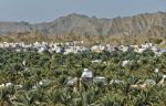 Date palms, watered by a falaj system in Oman. Photo credit: Oman Tourist Board