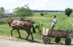 A farmer slows his horse near Chisinau, Moldova. Photo credit: Joanna Millick