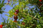 Pomegranates growing on Erbil Citadel.