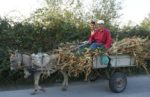 Farmers in Albania. Photo credit: Joanna Millick
