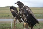 Perching birds of prey in Mongolia. Photo credit: Joanna Millick