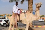 Buraydah Camel Market, Saudi Arabia. Photo credit: Douglas Grimes