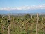 Vineyards in Signagi, Georgia. Photo credit: Mariana Noble