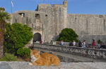 A cat guards the drawbridge entrance to Pile Gate, built in 1537, while Dubrovnik's St. Blaise keeps guard above the entrance. Photo credit: Martin Klimenta