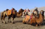 Camels in desert near Dunhuang, China. Photo credit: Martin Klimenta