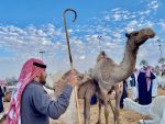 At Buraydah camel market. Photo credit: Michel Behar