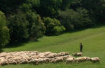 Passing by a heard of sheep in Romania. Photo credit: Michel Behar