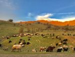 Sheep grazing near Kurdistan's Shanidar Cave. Photo credit: Michel Behar