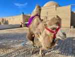 A Bactrian camel in Khiva. Photo credit: Michel Behar