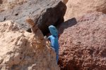 The Sinai Blue Agama Lizard in the Dana Biosphere Reserve. Photo credit: Feynan Ecolodge