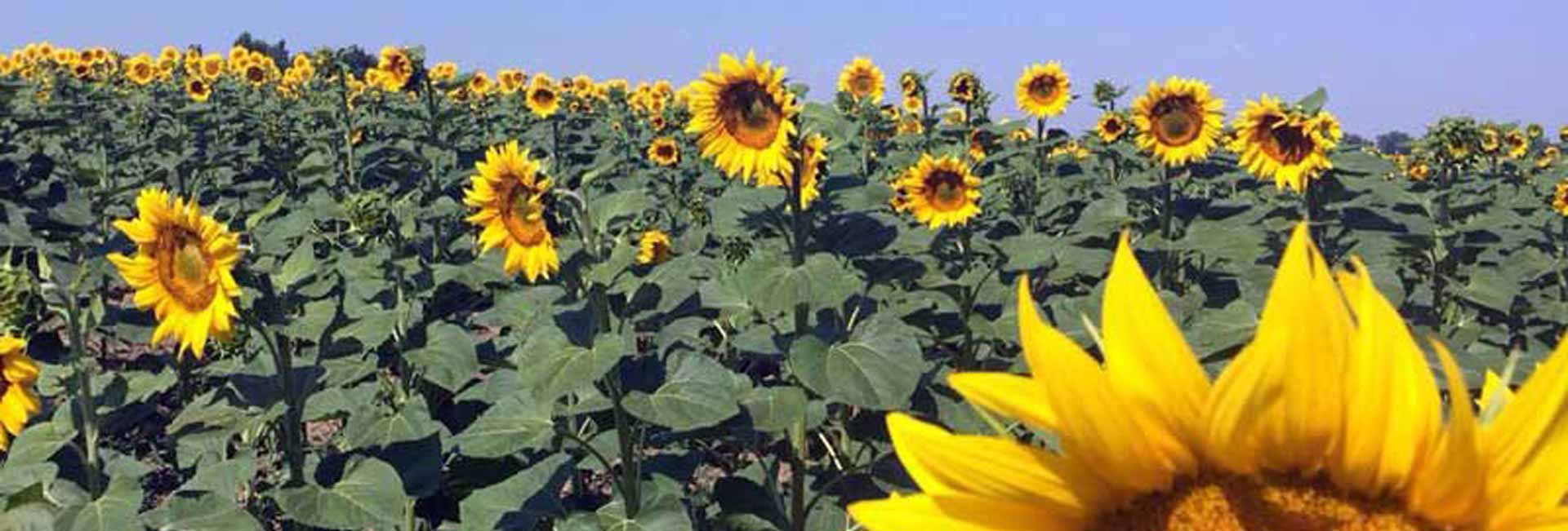 Sunflowers turn their faces toward the sun. Photo credit: Luba Rudenko