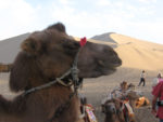 Ride a camel at the edge of the Taklamakan Desert. Photo credit: Andrew Barron