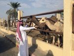 Buraydah camel market, Saudi Arabia. Photo credit: Annie Lucas