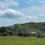 Photo credit: Beth Whitman