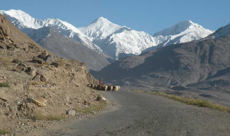 A herd of goats coming ’round the bend in the Pamir Mountains. Photo credit: Jake Smith