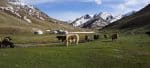 Yaks grazing near Tash Rabat in the Kyrgyz mountains.