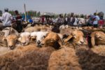 Livestock have been traded every Sunday for millennia in Kashgar, China. Photo credit: Jered Gorman