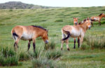 Tahki horses at Hustaiin Nuruu. Photo credit: Ana Filonov.