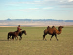 Mongolia's centuries-old desert mode of transportation. Photo credit: Andrew Barron