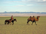 Mongolia's centuries-old desert mode of transportation. Photo credit: Andrew Barron
