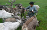 Local interacting with reindeers in Mongolia. Photo credit: Martin Klimenta.