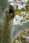 An Alexandrine Parakeet in Istanbul's Gulhane Park. Photo credit: Jake Smith