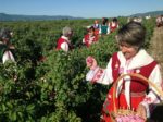 Collection of rose petals in Bulgaria. Photo credit: Michel Behar