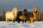 Shaggy Estonian ponies in Parnu. Photo credit: Andrus Teemant