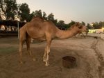 A dromedary at the Royal Camel Farm. Photo credit: Tabish Firoz