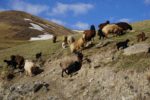 Sheep clamber around at Tash Rabat, Kyrgyzstan. Photo credit: Jake Smith