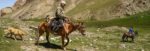 A shepherd in Tash Rabat, Kyrgyzstan. Photo credit: Jered Gorman