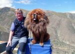 Tibetan Mastiffs were bred as guardian animals for sheep and yaks. Photo credit: Martin Klimenta
