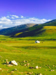 Gorgeous greenery in Mongolia's remote Zavkhan Province. Photo credit: Edward Buxton