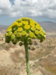 Wildflower blooming near the ruins of Old Panjakent. Photo credit: Jake Smith