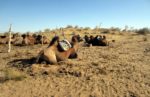 Camels in Nurata Desert in Uzbekistan. Photo credit: Abdu Samadov