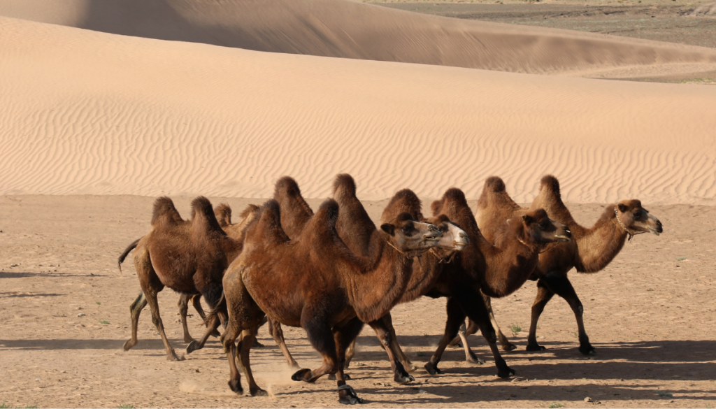 Exploring Mongolia’s Vast Landscapes and Living Traditions | MIR corporation