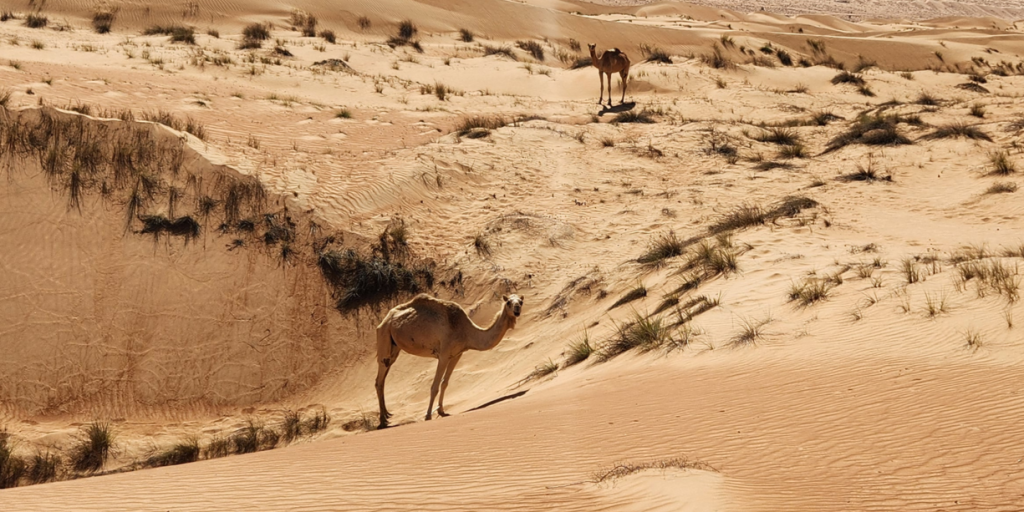 Georgia, Uzbekistan, Oman, & the Balkans Through the Words of Great Writers | MIR